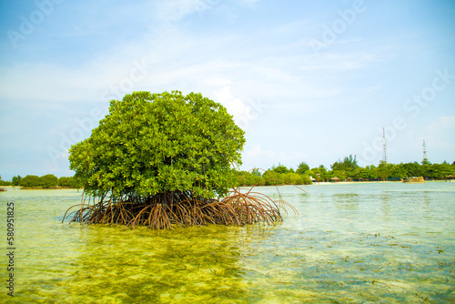 mangrove tree in the sea