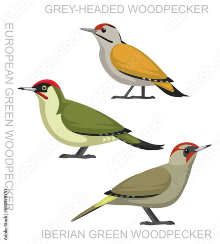 Cute Bird European Green Woodpecker Set Cartoon Vector