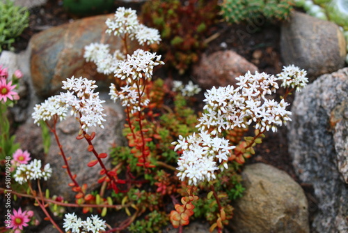 Sedum album rozchodnik biały Laconicum Minor