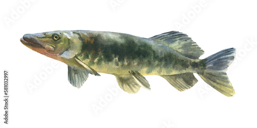 Watercolor illustration, single pike fish animal isolated on a white background.