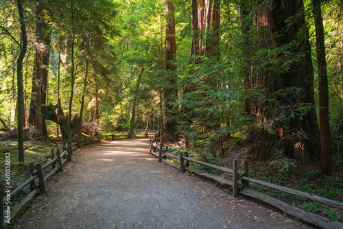 Trail Through the Pines at Henry Cowell Redwoods State Park