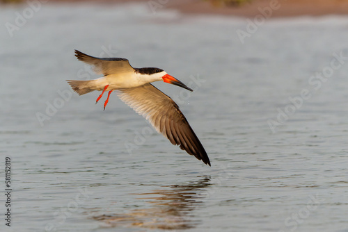 Black Skimmer (Rynchops niger) fishing inthe Cuiaba River in the Pantanal Wetlands in Brazil