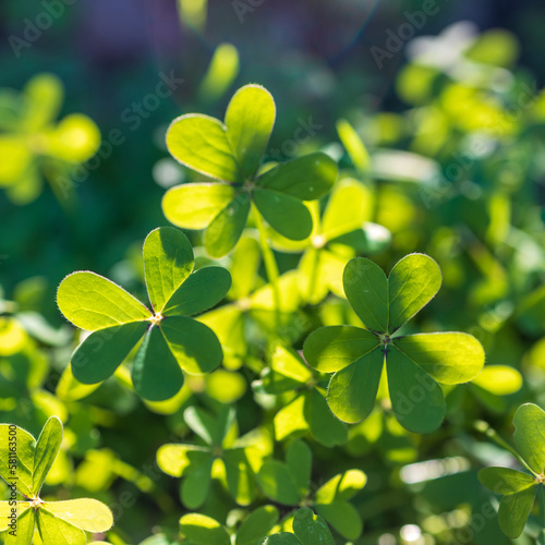 Oxalis is a large genus of flowering plants in the wood-sorrel family Oxalidaceae, comprising over 550 species. Flora of Israel. Square frame.
