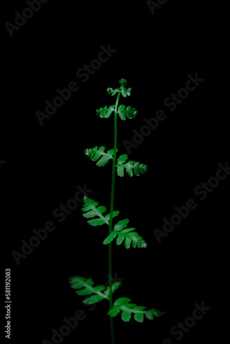 zielony liść paproci rozwijający się na czarnym tle