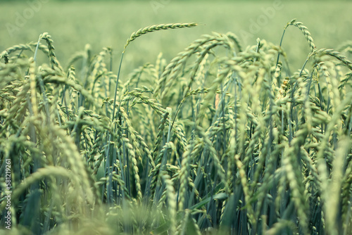 Ears of corn in a ripe field of spelt before harvest