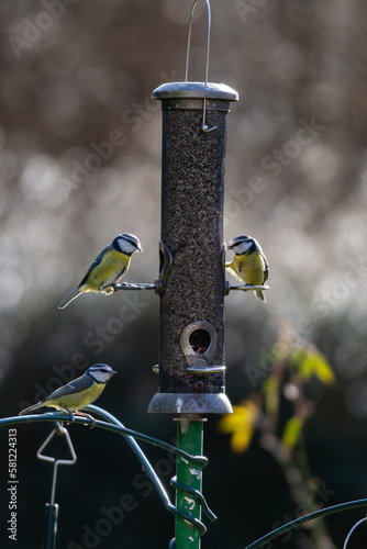 Blue tits eating sunflower seeds from a bird feeder in a Sussex garden