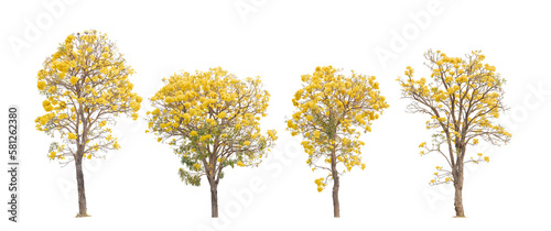 Tropical plant yellow tree flower bush shrub tabebuia isolated on white background with clipping path.