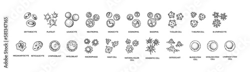 Blood cells isolated on white background. Scientific microbiology vector illustration in sketch style