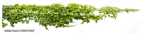 Isolated PNG cutout of a grape ivy plant on a transparent background, ideal for photobashing, matte-painting, concept art