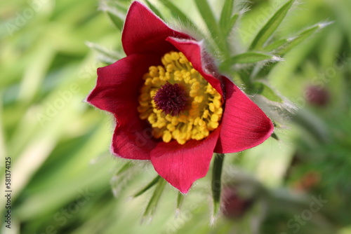 sasanka zwyczajna Anemone pulsatilla