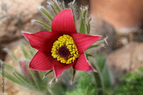 sasanka zwyczajna Anemone pulsatilla