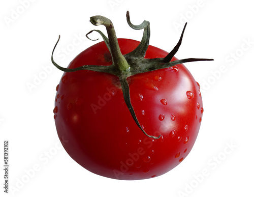 Dojrzały, czerwony pomidor. Świeży, pachnący, mokry pomidorek malinowy zerwany prosto z krzaka. Ciemnoczerwony owoc pomidora o lśniącej skórce i ciemnozielonej szypułce.