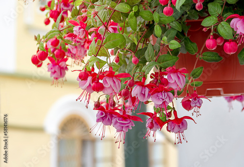 Pink fuchsia in a pot. (lat. Fuchsia) Street decoration.