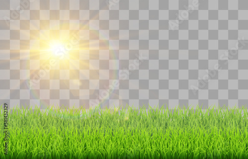 Green vector grass isolated on png background. Spring green grass, lawn with sun glare. Summer nature decoration.