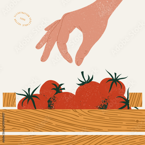 Hand picking fresh organic tomato from the wooden box. Organic vegetable market illustration. Vector illustration