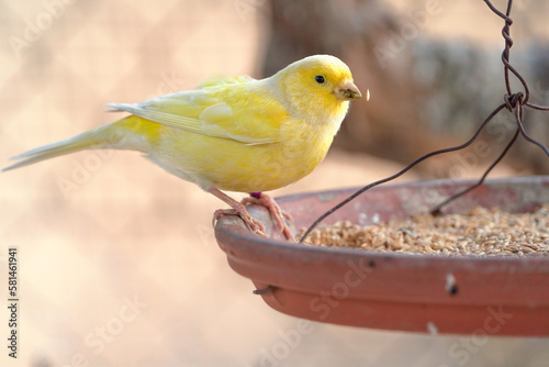 Canary bird inside cage feeding and perch on wooden sticks and wires. Serinus canaria, canaries, island canary, canary, or common canaries birds inside huge cage as captive pet in Spain.