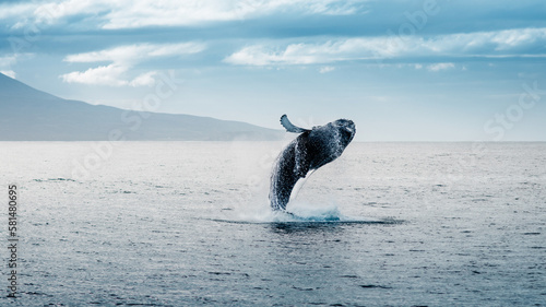 whale watching, whale jumping out of the water humpback whale, iceland