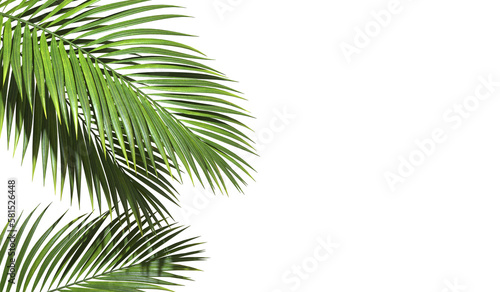 Copy space with Palm leaves border on transparent backgrounds realistic 3d rendering png