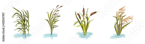 Water and Swamp Plants with Reed on Green Stalk Vector Set