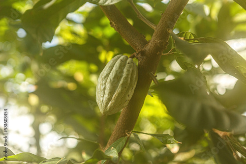 Fruit of a Theobroma cacao tree, cocoa tree