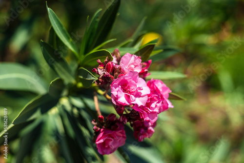 Planta de flores rosas y blancas en un jardín con hojas verdes y árboles en el fondo. Nerium oleander