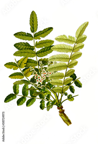 Heilpflanze, Boswellia sacra ist eine Pflanzenart, die zur Familie der Balsambaumgewächse, Burseraceae gehört, Somalischer Weihrauch, Arabischer Weihrauch