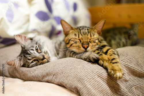 仲良しベンガル猫とサバトラの子猫_寝る