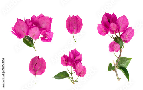 Blooming branch, flowers and inflorescence of bougainvillea isolated on white background. Element for design close-up.