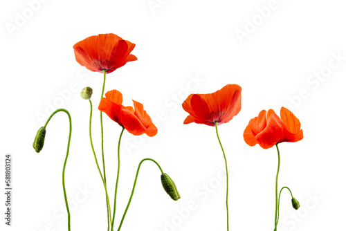 Close up of red poppies, poppy flowers with buds isolated on transparent background, png file