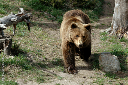 Ours brun, Ursus arctos