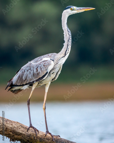 Czapla siwa Ardea cinerea