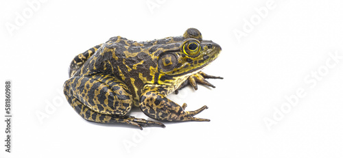 American bullfrog - Lithobates or Rana catesbeianus - large male with tympanum larger than eye size. side profile view isolated on white background