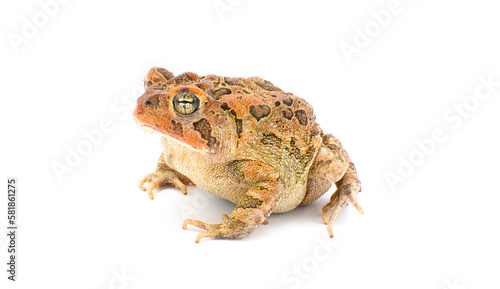 toad isolated on white background. Southern toad - Anaxyrus terrestris - front side profile view, frown, warty bumpy skin, adorable