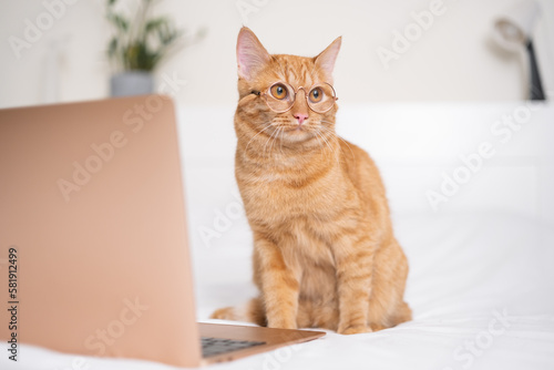 A cute ginger cat lies in bed with his laptop. The pet with the glasses works remotely like a human.