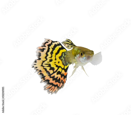Guppy. Yellow guppy fish on transparent png