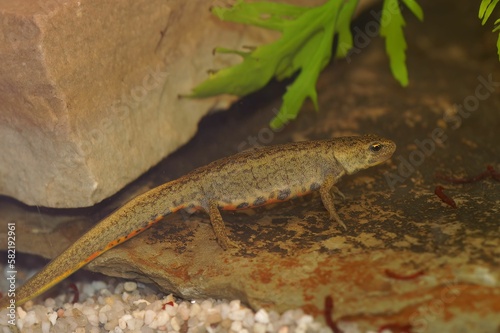 Closeup on an aquatic female Iberian newt, Lissotriton boscai underwater