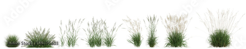 3d illustration of set calamagrostis arundinacea grass isolated on transparent background