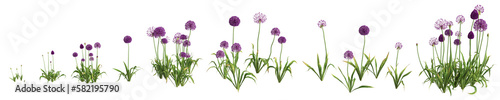 3d illustration of set allium hollandicum grass isolated on transparent background, human eye angle