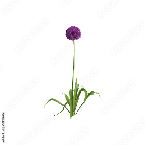 3d illustration of allium hollandicum bush isolated on transparent background