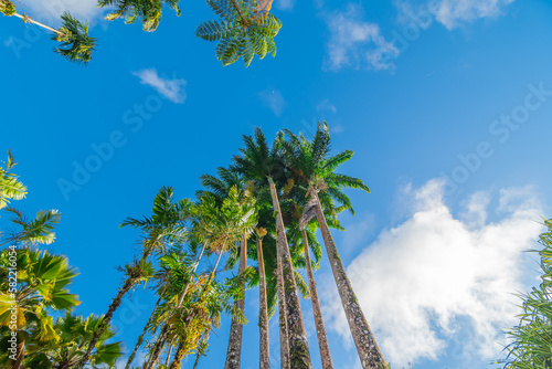 Grands palmiers royaux vus du sol avec un ciel bleu. 