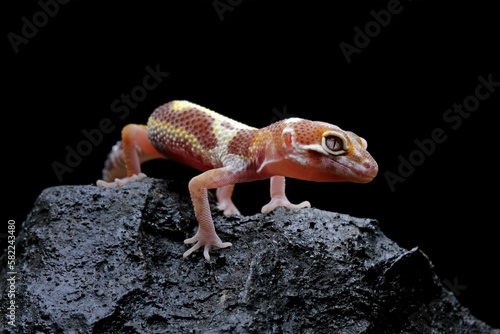 Baby leopard gecko lizard on rock, eublepharis macularius