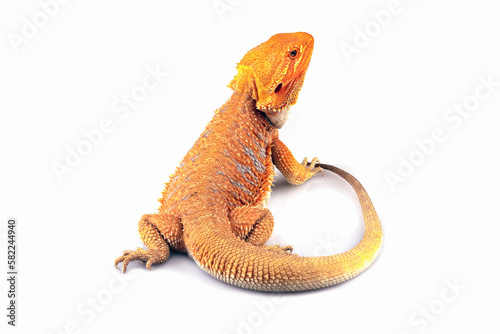 bearded dragon red hypo