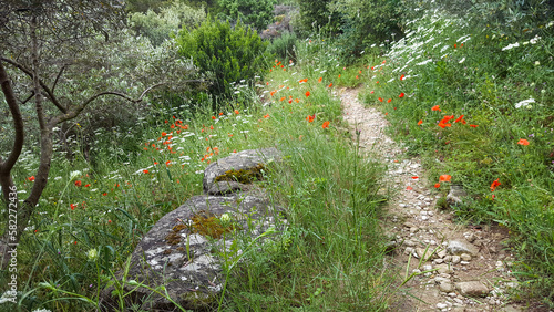 Chemin dans la garrigue 