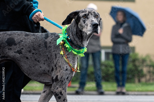 Harlequin great dane dog dressed in Saint Patricks Day costume during street parade