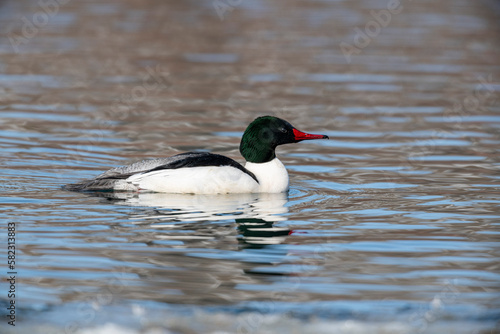 Male Common merganser (Mergus merganser), Calgary, Prince's Island Park, Alberta, Canada