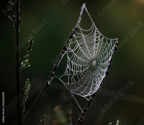 Spider web on branch in Woods.