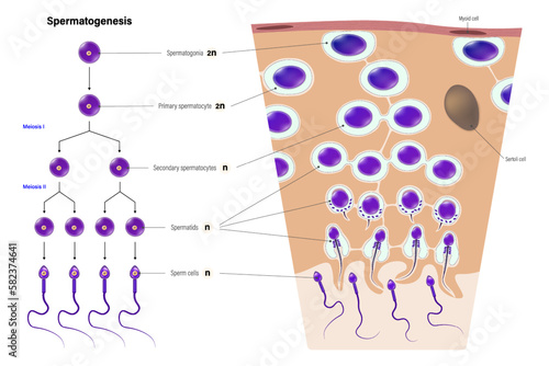 Spermatogenesis. Male reproductive system. Cell division. Gametogenesis. Mitosis. Meiosis. 