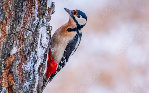 Dzięcioł duży Dendrocopos major