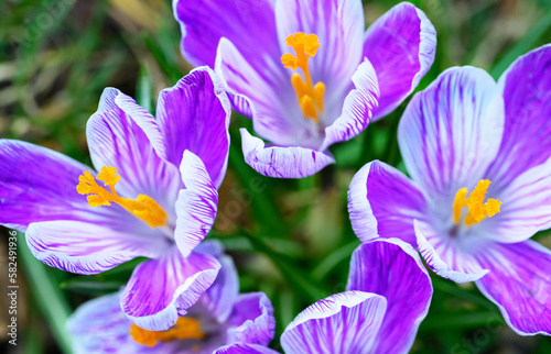 Crocuses in bloom. Close up of the head of several crocuses or croci. Macro photography of purple and white flowers in Beckenham, Kent, UK.