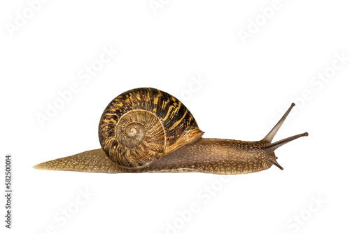 Side view photo of a snail isolated on transparent background, slow animal, png file